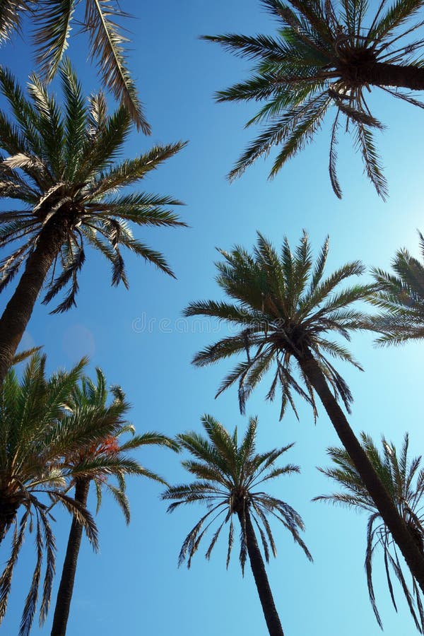 Höga datumpalmträd mot bakgrunden av den soliga blåa himlen fotografering för bildbyråer Höga datumpalmträd mot bakgrunden av den soliga blåa himlen fotografering för bildbyråer