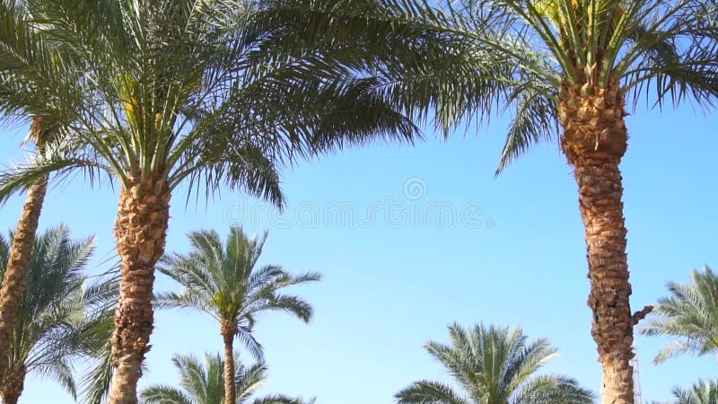 Höga gröna palmträd