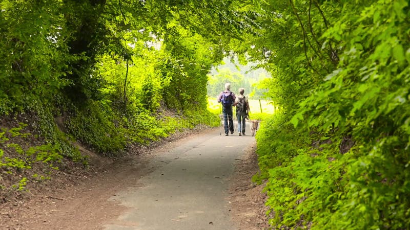 Höga par som fotvandrar med hunden i natur