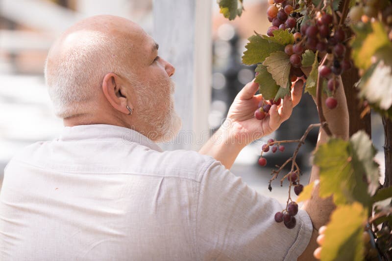 Högre män som skördar druvor på vingården. Äldre jordbrukare undersöker kvaliteten på druvskörd utomhus. Jordbruksvin