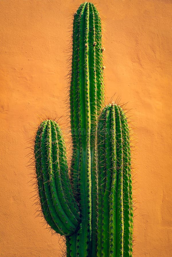 Högväxt grön kaktus mot terrakottaväggen