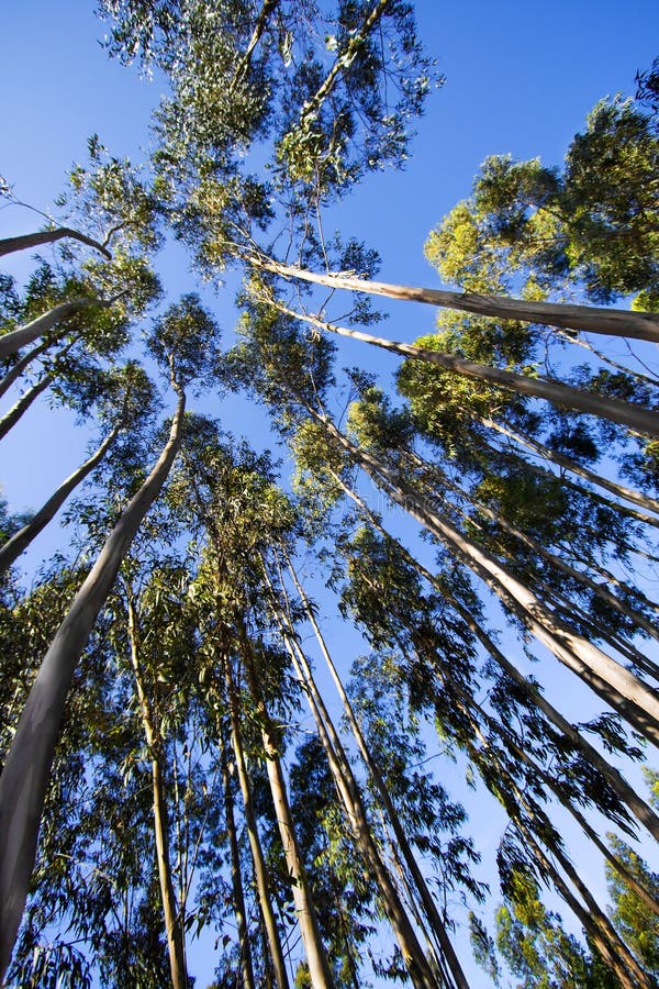 högväxt trees royaltyfri bild högväxt trees royaltyfri bild