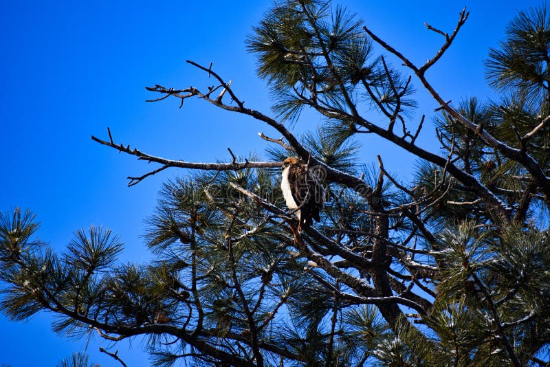 Hök i en tree arkivfoto Hök i en tree arkivfoto