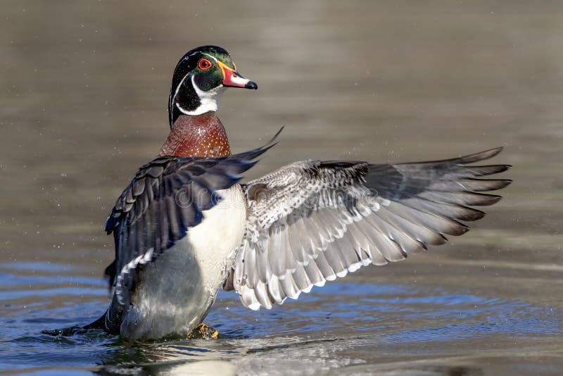Hölzerne Ente (Mann) lizenzfreies stockfoto Hölzerne Ente (Mann) lizenzfreies stockfoto