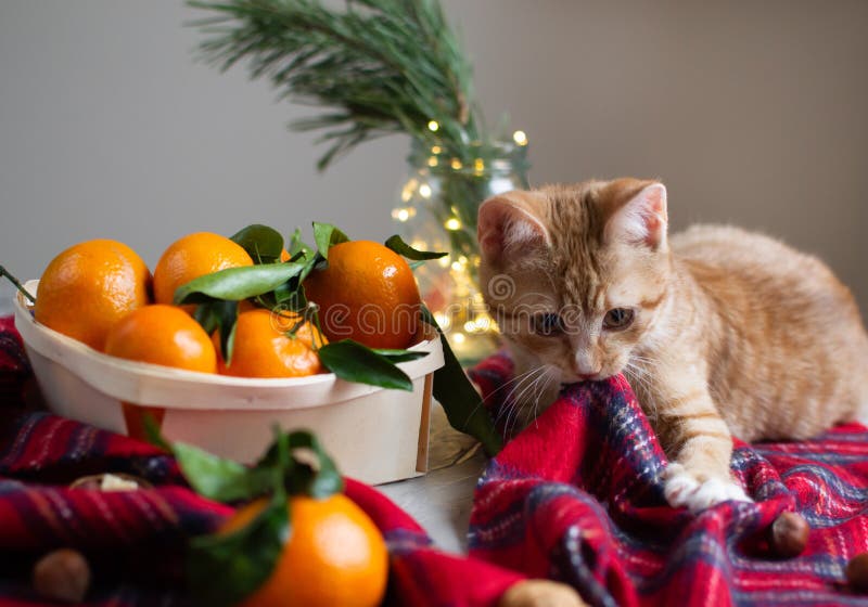 Hölzerne Korb-Mandarine mit Blättern und Lichtern, Tangerine-Orange auf Gray Table Background Christmas New-Jahr-Dekors lizenzfreie stockfotografie Hölzerne Korb-Mandarine mit Blättern und Lichtern, Tangerine-Orange auf Gray Table Background Christmas New-Jahr-Dekors lizenzfreie stockfotografie