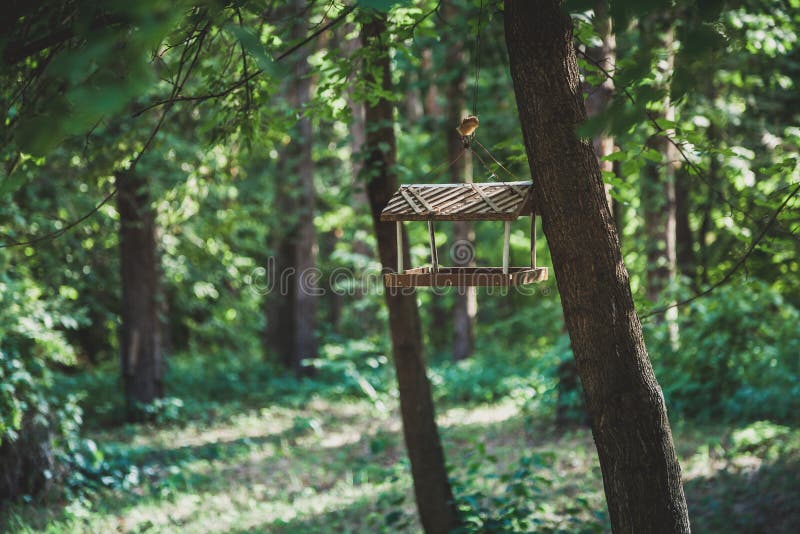 Hölzerne Vogelzufuhr auf Baum lizenzfreies stockfoto Hölzerne Vogelzufuhr auf Baum lizenzfreies stockfoto