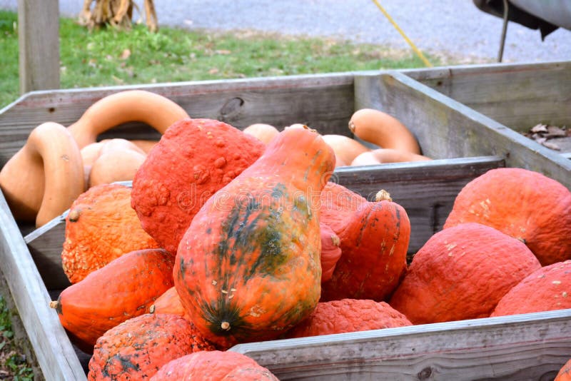 Hölzerner Landwirt ` s Warenkorb füllte mit orange Kürbisen und Kürbissen stockfotos Hölzerner Landwirt ` s Warenkorb füllte mit orange Kürbisen und Kürbissen stockfotos