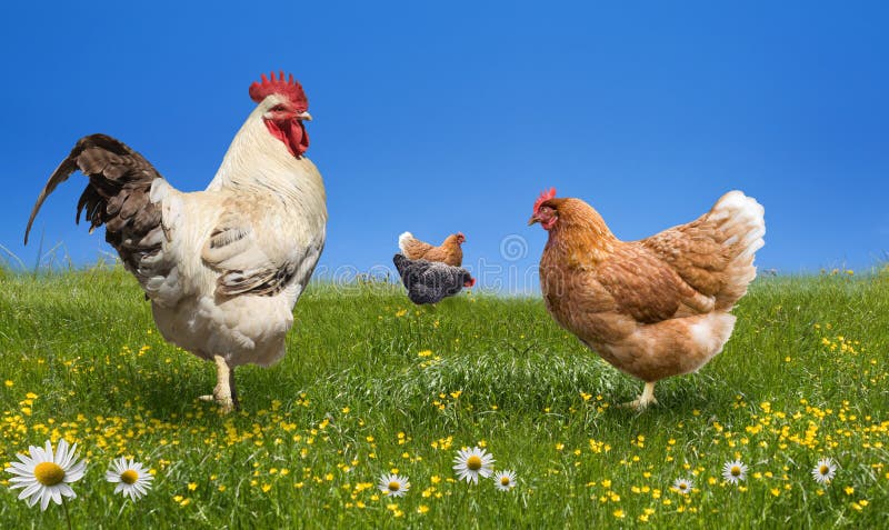 Höns på den gröna ängen arkivfoto
