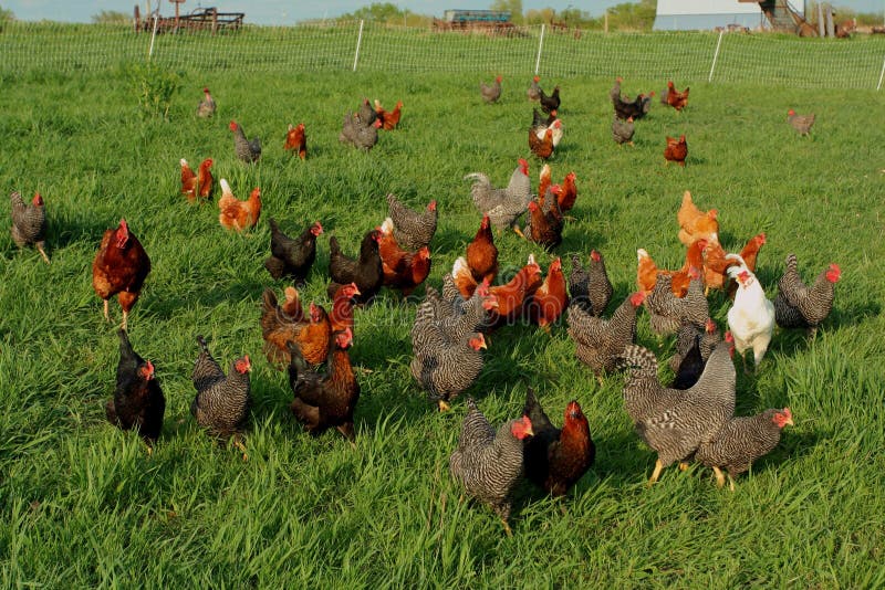 Frittgående höns arkivfoto