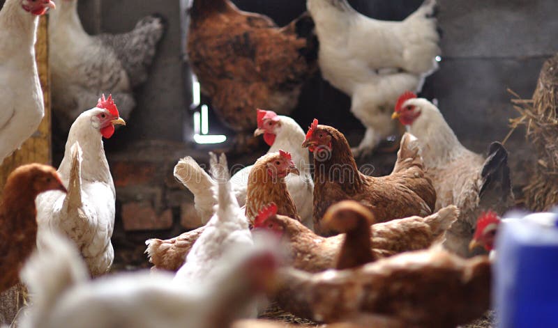Höns i hönshuset royaltyfri foto