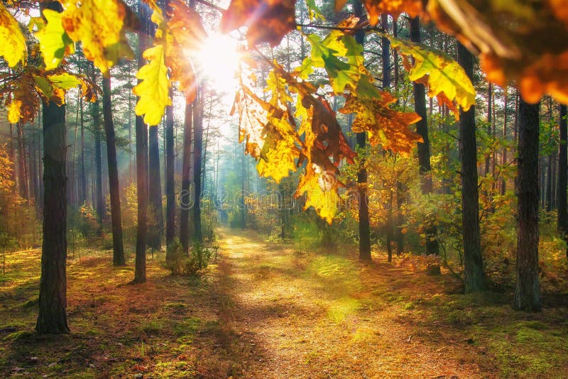 Höst i ljus sol för livlig skog till och med färgrika sidor på skognaturbakgrund Landskap av den vibrerande skogen arkivfoto Höst i ljus sol för livlig skog till och med färgrika sidor på skognaturbakgrund Landskap av den vibrerande skogen arkivfoto