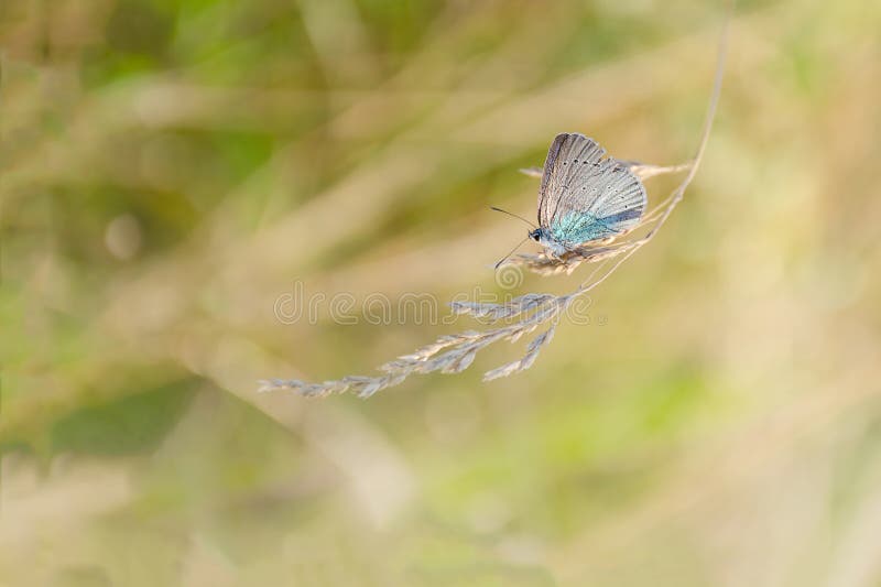 Höst sommarnaturbakgrund Begreppet av naturen Suddig bild av en fjäril på änggräset Abstrakt natur Backgro fotografering för bildbyråer Höst sommarnaturbakgrund Begreppet av naturen Suddig bild av en fjäril på änggräset Abstrakt natur Backgro fotografering för bildbyråer
