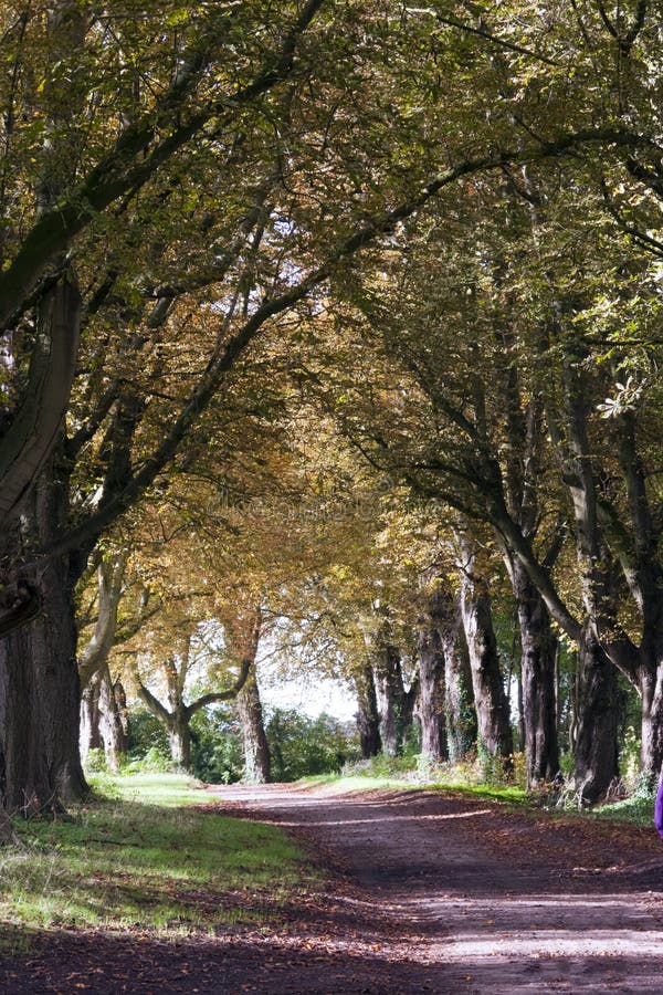 Höstaveny av träd Chavenage, Gloucestershire, UK arkivfoto