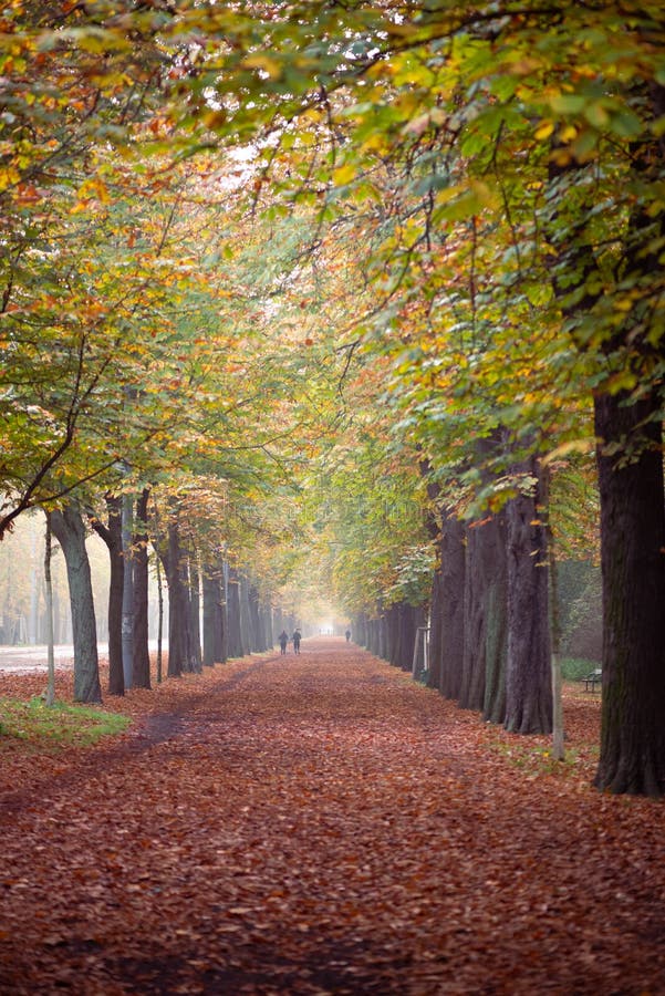 Höstaveny i en vienna med färgstarka blad på marken och dimbakgrunden. royaltyfri foto