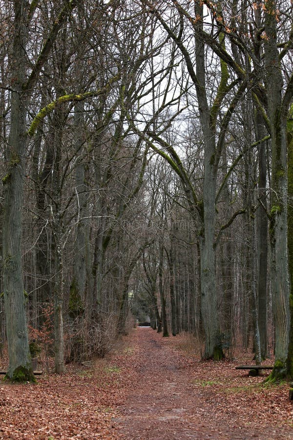 Höstaveny i skogen fotografering för bildbyråer