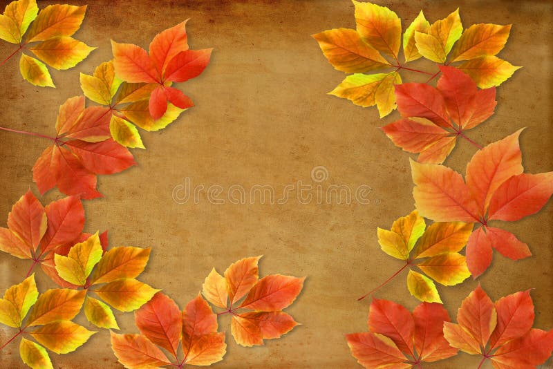 höstbakgrundscloseupen colors orange red för murgrönaleaf Färgrika röda och orange nedgångsidor på grungebakgrund med kopieringsu royaltyfri foto höstbakgrundscloseupen colors orange red för murgrönaleaf Färgrika röda och orange nedgångsidor på grungebakgrund med kopieringsu royaltyfri foto