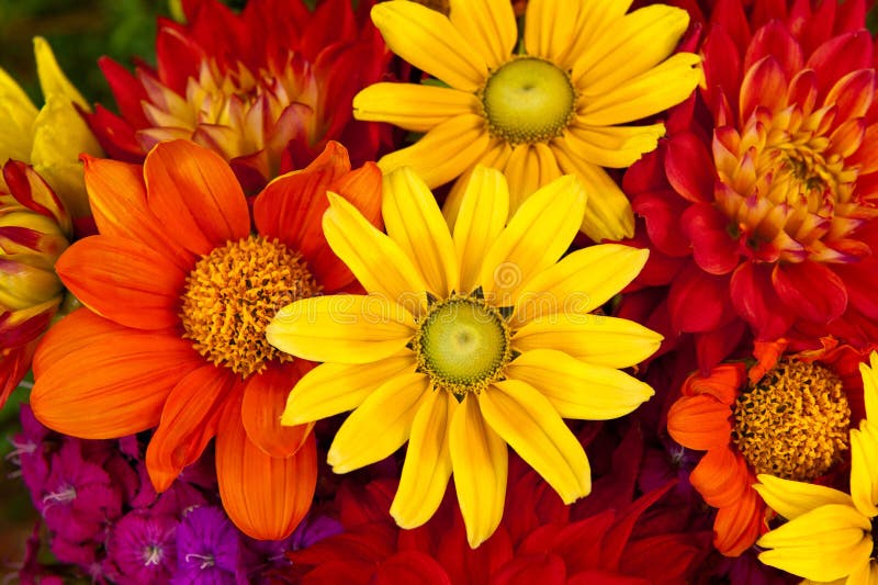 Höstblommor arkivbilder