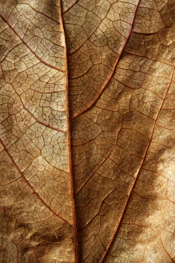 Höstbrownclosen gloden leafen upp arkivbild