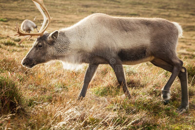 Reindeer walks through a large pasture in Scotland. Deer are looking for and eating the last green grass, which will soon become dry as it is now mid-autumn. Reindeer walks through a large pasture in Scotland. Deer are looking for and eating the last green grass, which will soon become dry as it is now mid-autumn