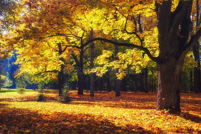 Hösten landskap shadows den blåa långa naturen för hösten skyen Nedgångplats Park täckte vid gul lövverk Stillsam bakgrund Färgri royaltyfria bilder