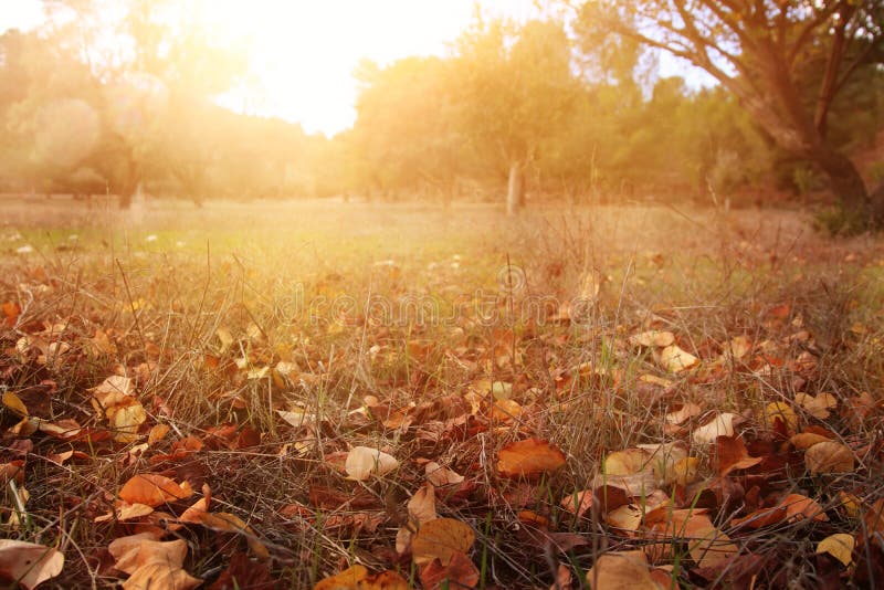 autumn leaves on the ground. fall wallpaper. toned image. autumn leaves on the ground. fall wallpaper. toned image