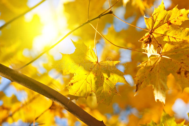 Hösten låter vara lönnsunyellow royaltyfria bilder
