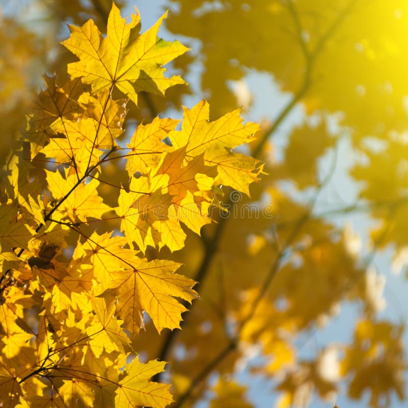 Hösten låter vara yellow royaltyfri bild