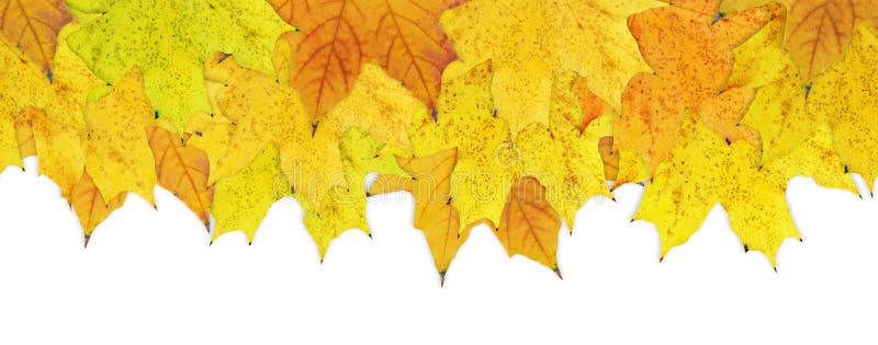 Hösten låter vara yellow arkivfoton
