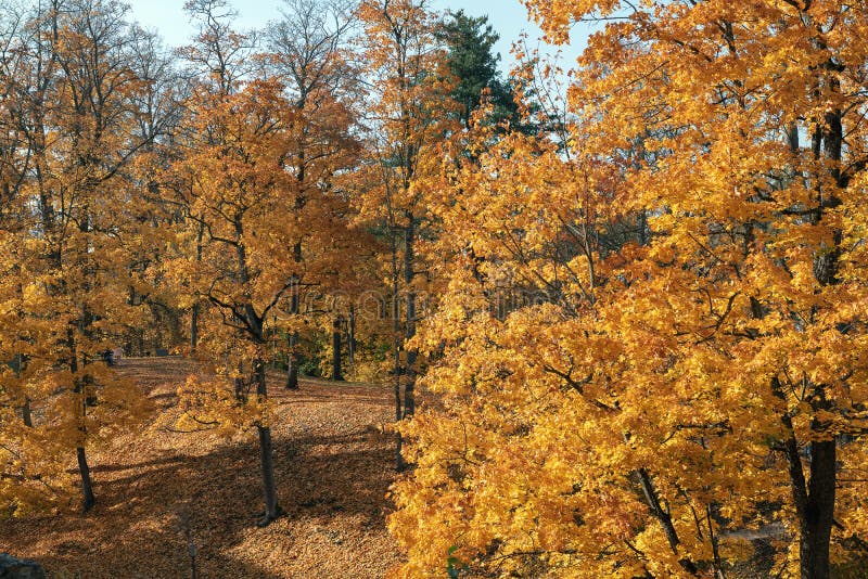 Hösten parkerar med gula träd i Cesis, Lettland royaltyfri fotografi Hösten parkerar med gula träd i Cesis, Lettland royaltyfri fotografi