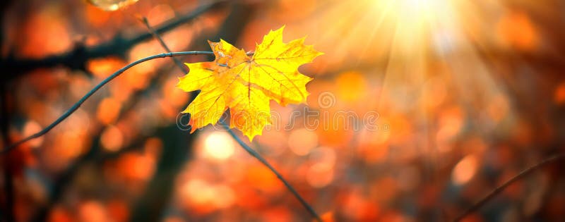 Höstfärgade ljusa blad som svingar i ett träd i autumnalparken Höstfärgad bakgrund, fallbakgrund royaltyfria bilder
