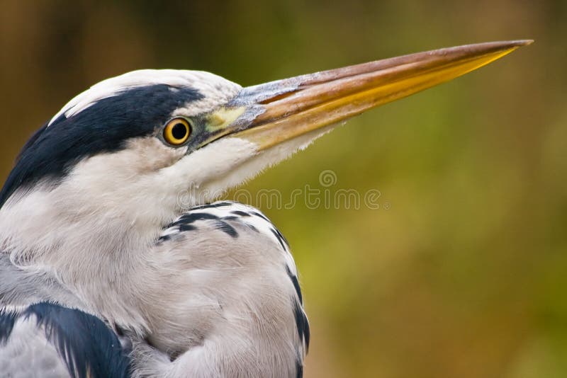 Höstgreyheron arkivfoto