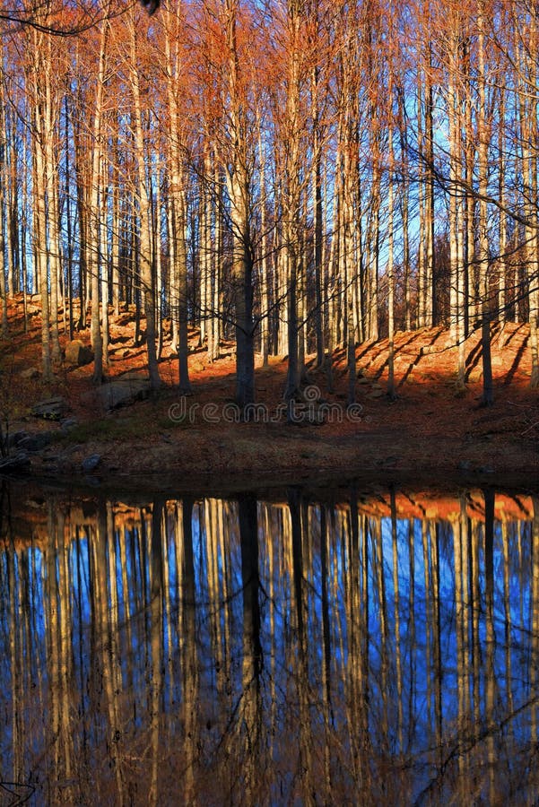 höstlaketrees arkivfoton höstlaketrees arkivfoton