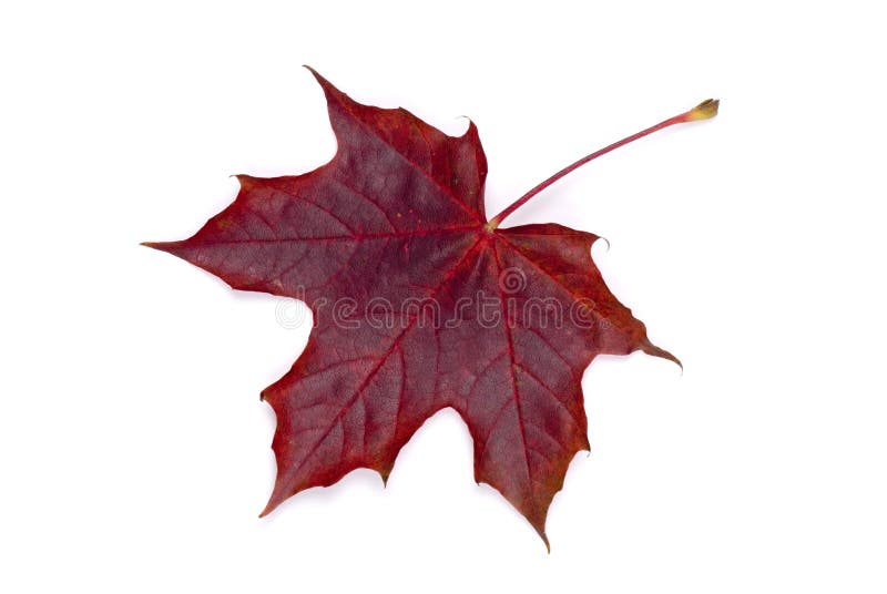 höstleaflönn fotografering för bildbyråer höstleaflönn fotografering för bildbyråer