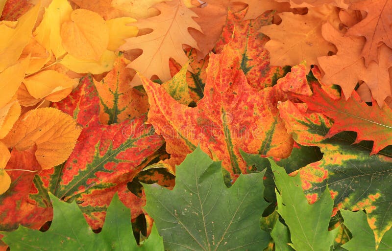 Höstleaves arkivfoton