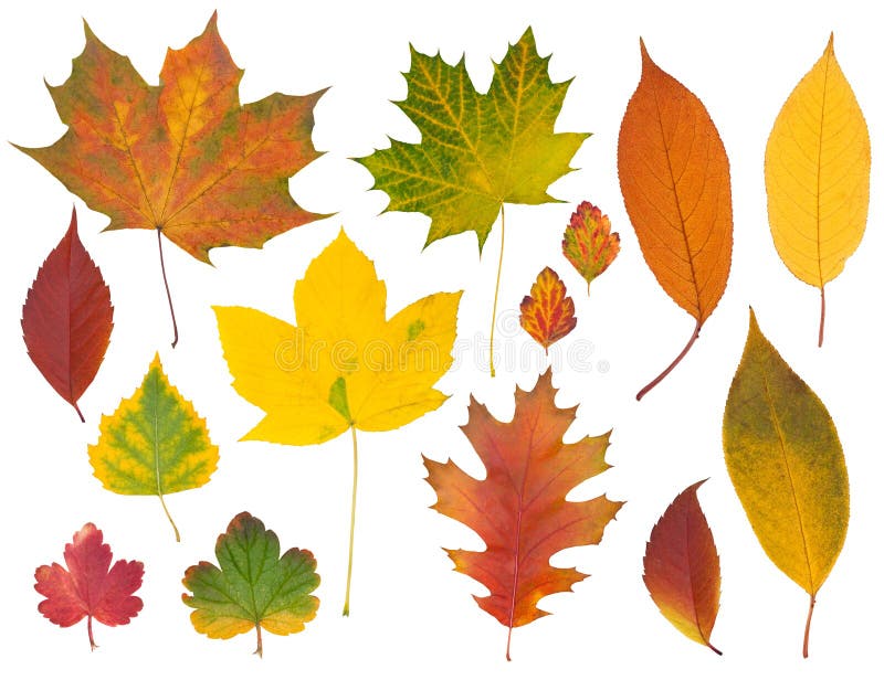 Höstleaves arkivfoton
