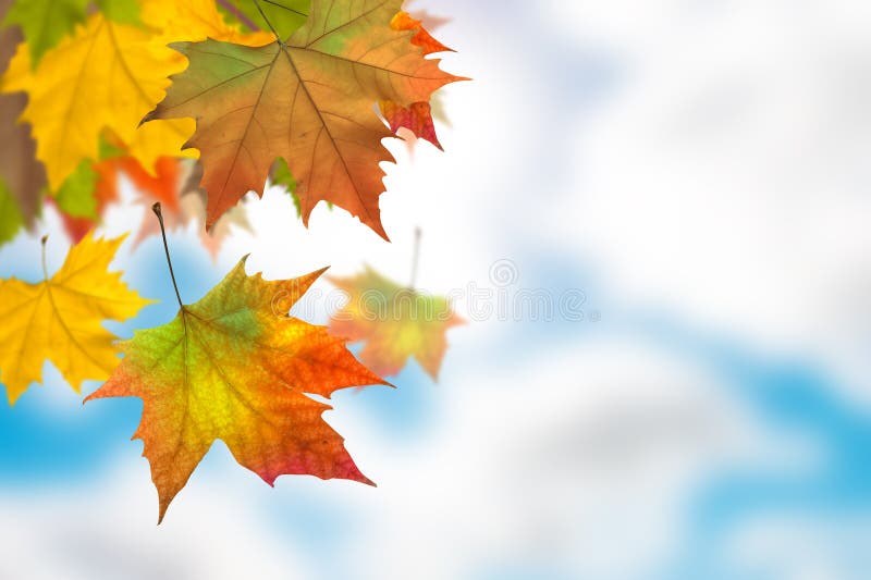 Höstleaves arkivbilder