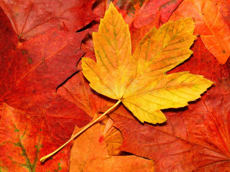Höstleaves fotografering för bildbyråer