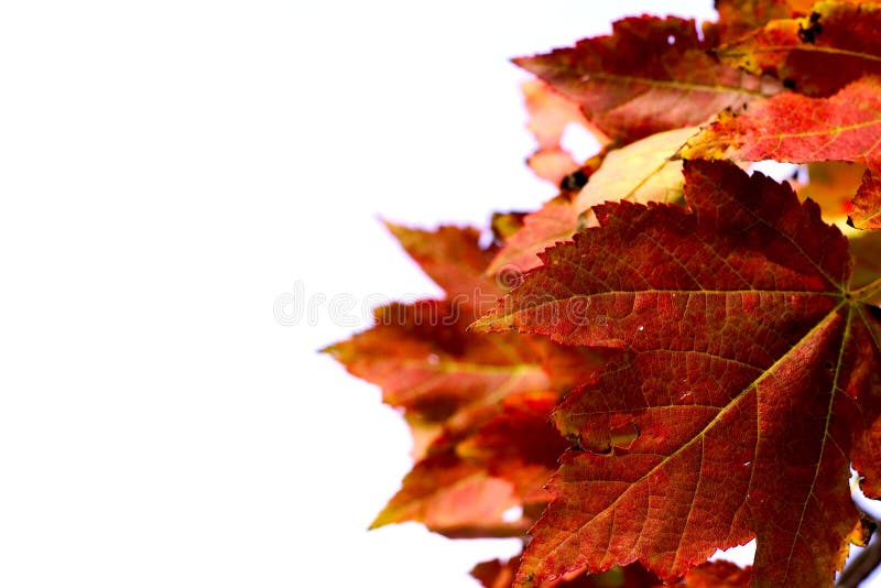 Download Höstleaves arkivfoto. Bild av rött, fall, leaves, växt, leaf - 28384