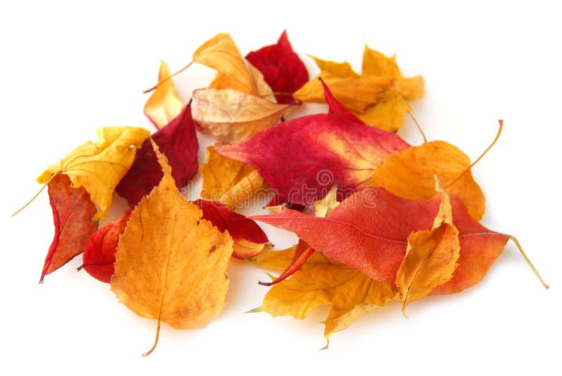 Höstleaves royaltyfri foto