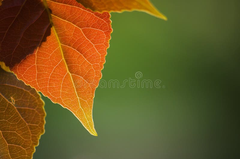 Höstleaves arkivbild