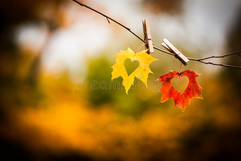 Höstleaves med hjärtor royaltyfria bilder