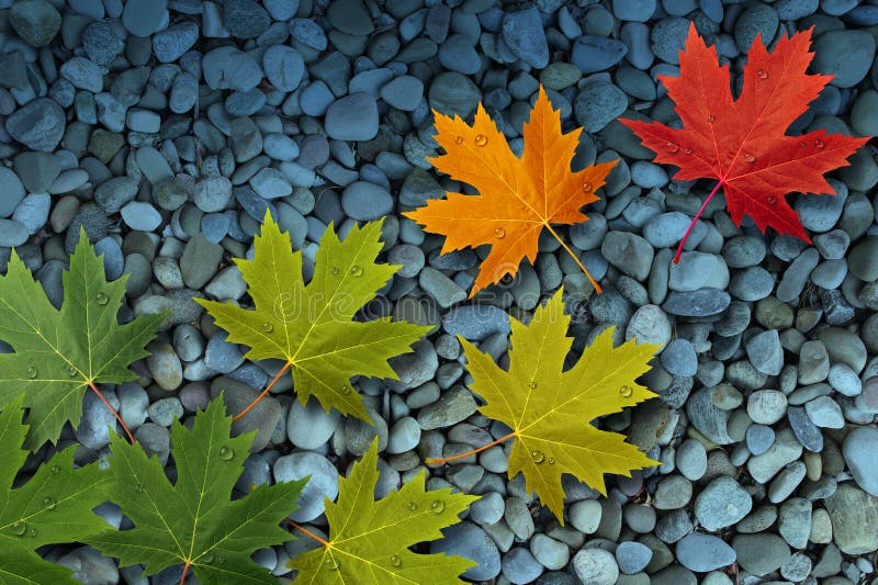 HöstLeaves på vatten fotografering för bildbyråer HöstLeaves på vatten fotografering för bildbyråer