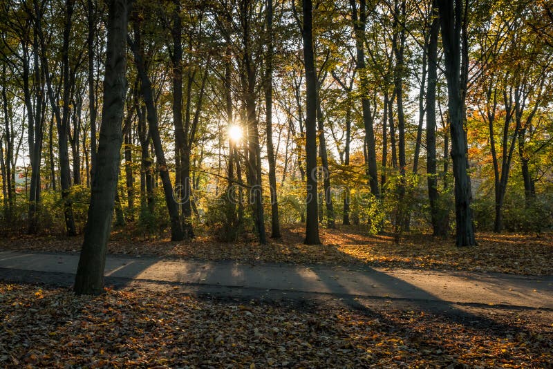 Höstsikt av en skog på solnedgången royaltyfri bild Höstsikt av en skog på solnedgången royaltyfri bild