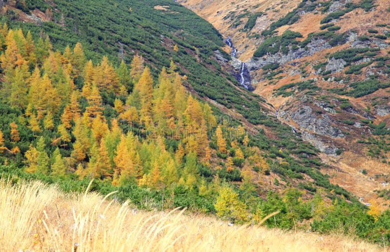 Höstskog på den Ziarska dolinaen - dal i höga Tatras, Slovaki arkivbilder Höstskog på den Ziarska dolinaen - dal i höga Tatras, Slovaki arkivbilder