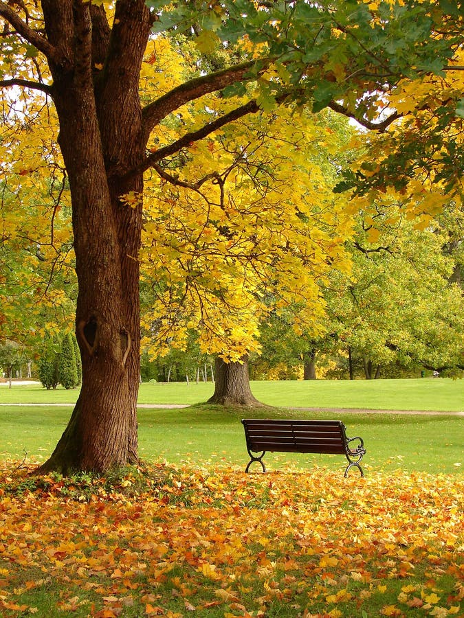 Bench and oak in city park in the autumn. Bench and oak in city park in the autumn