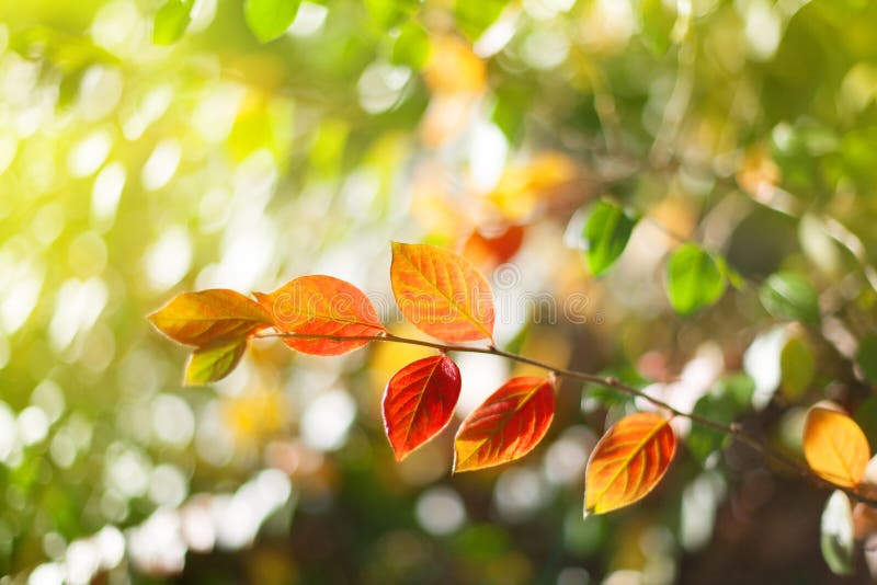 Autumn tree branch with red and yellow leaves on blurred bokeh background with sun light, fall season nature abstract image, bright color autumnal golden foliage on sunny day close-up, copy space. Autumn tree branch with red and yellow leaves on blurred bokeh background with sun light, fall season nature abstract image, bright color autumnal golden foliage on sunny day close-up, copy space