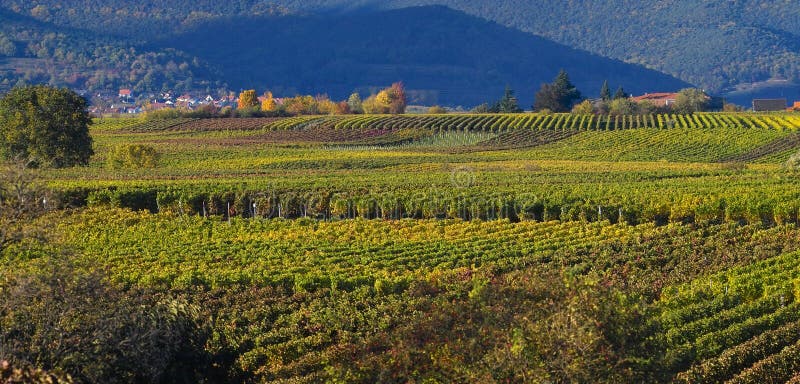 Höstwineyards royaltyfri bild