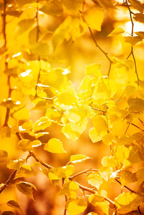 Höstyellowleaves royaltyfri bild