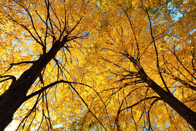 Höstyellowleaves överst av trees arkivbild