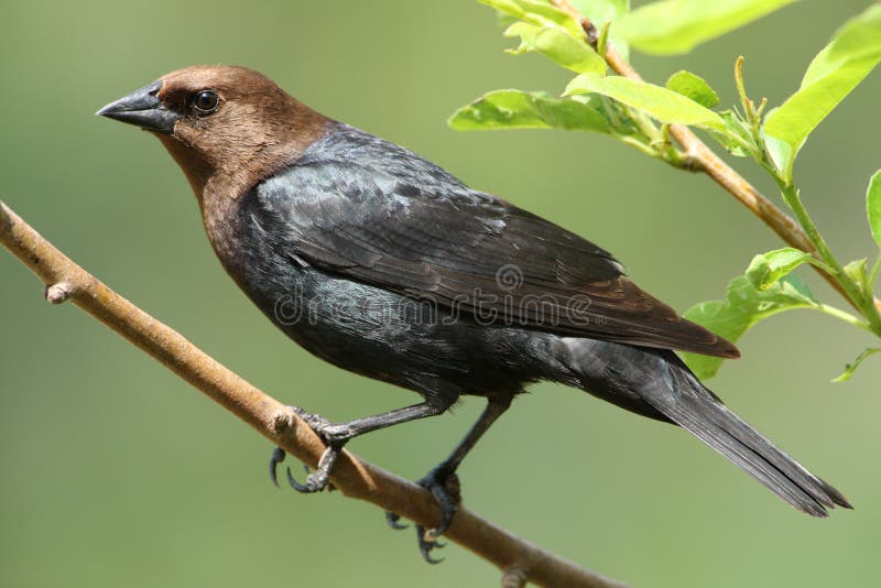 Hövdad brun cowbird royaltyfri bild